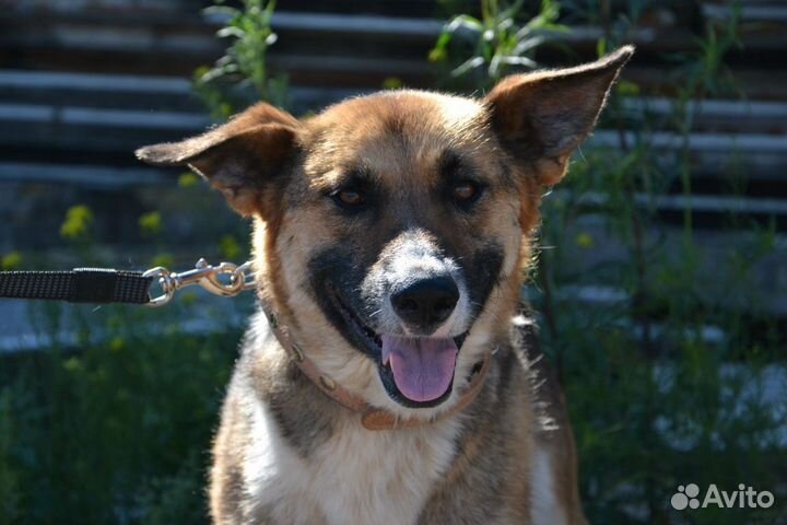 Петуния ищет дом