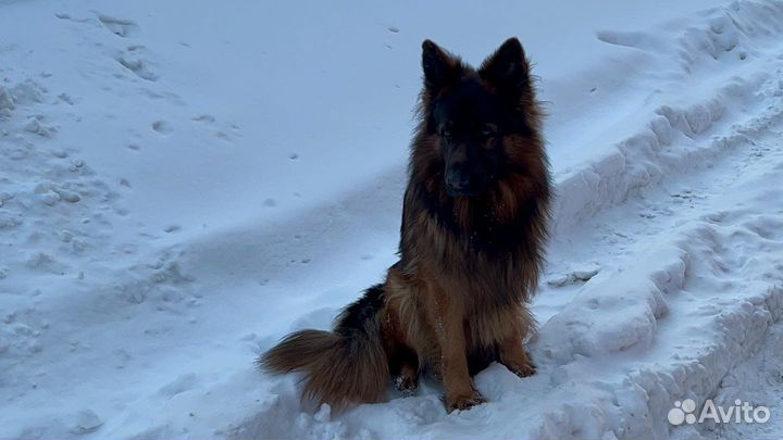 Немецкая овчарка вязка (кобель)