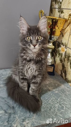 Котята Мейн-Кун из питомника Мальчик