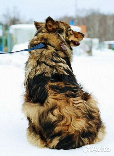 Пушистая красавица из приюта ищет дом