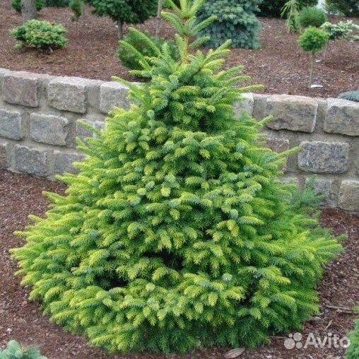 Ель сербская, саженцы