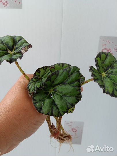 Комнатные растения