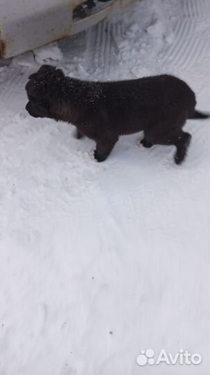 Бездомный щенок 2 месяца,ищет дом