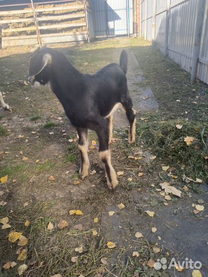 Продам козлика