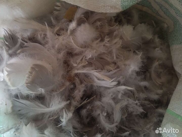Пух перо гусиное