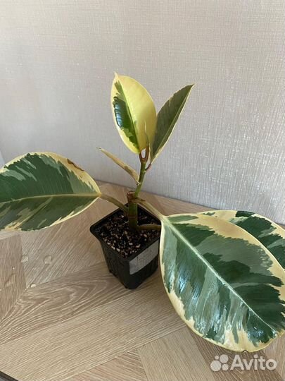 Фикус Эластика Тенеки