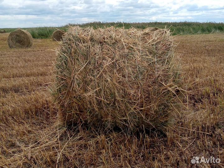 Продам сено в рулонах