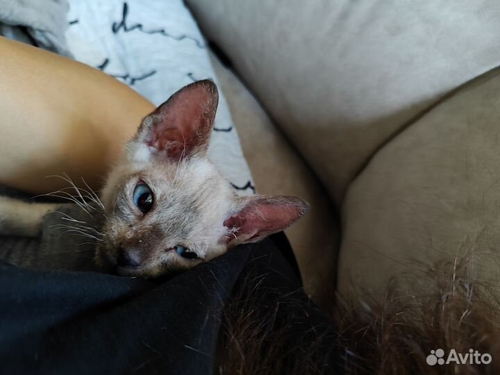 Сфинкс браш