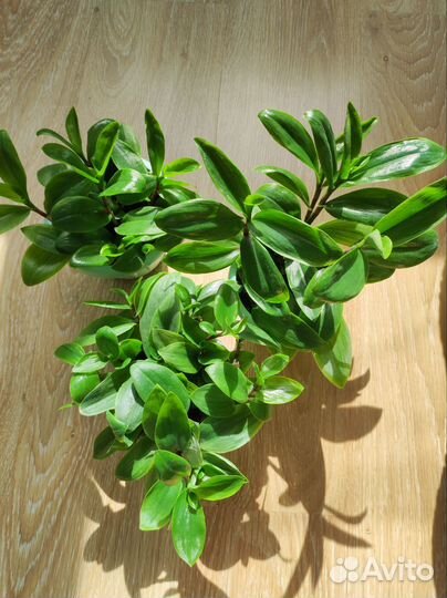 Традесканция, сциндапсус