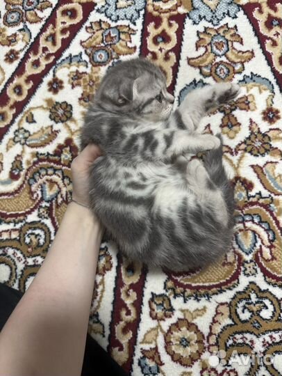Шотландская