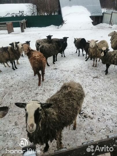 Гуси индюки индоутки коза бараны козлики