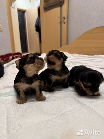 Самые лучшие малыши йорки