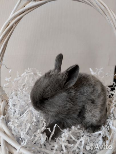 Декоративные кролики