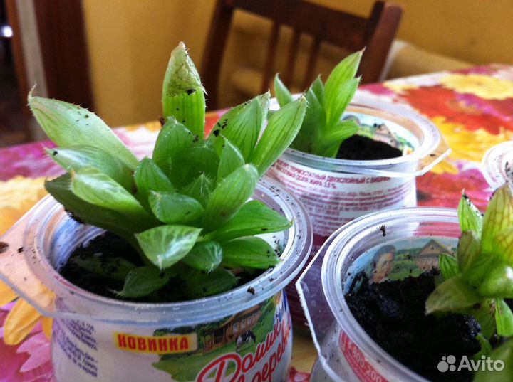 Суккуленты - детки