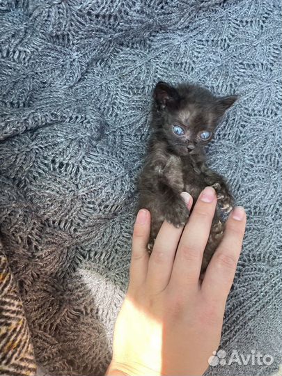 Кошка в дар бесплатно