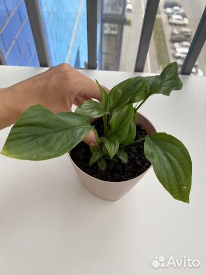 Спатифиллум в горшке