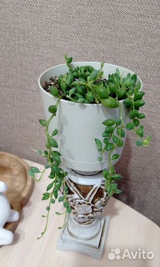 Цветы в ассортименте