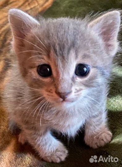 Передержка кошек и котов