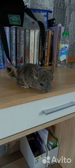 Шиншиллята