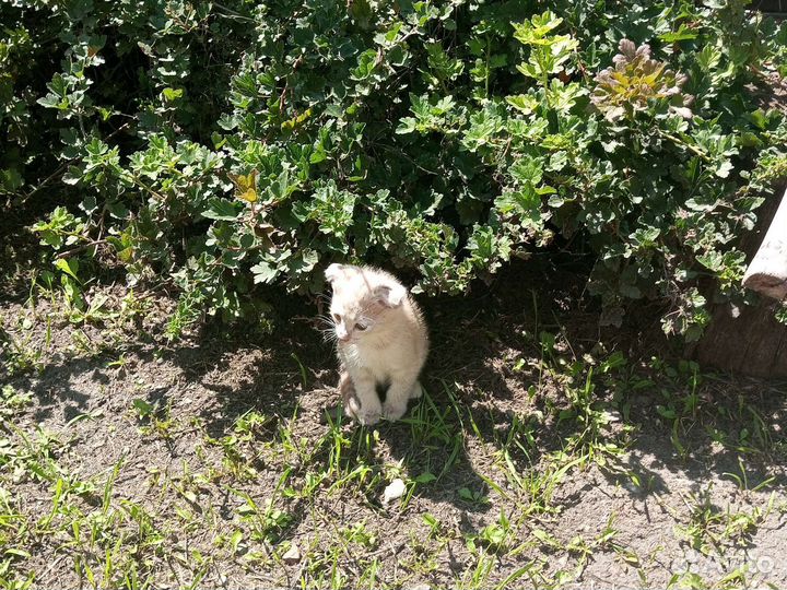 Ищем хозяина и доброго друга маленькому котику