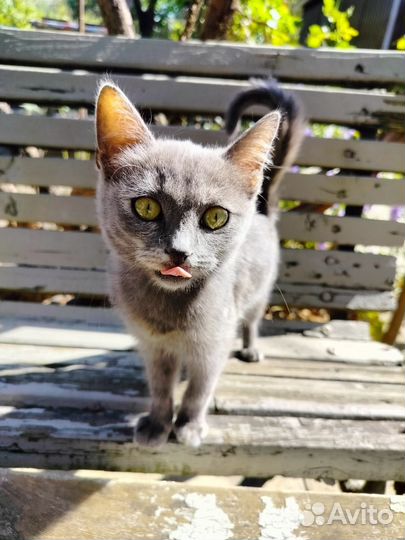 Отдам кошку в добрые руки