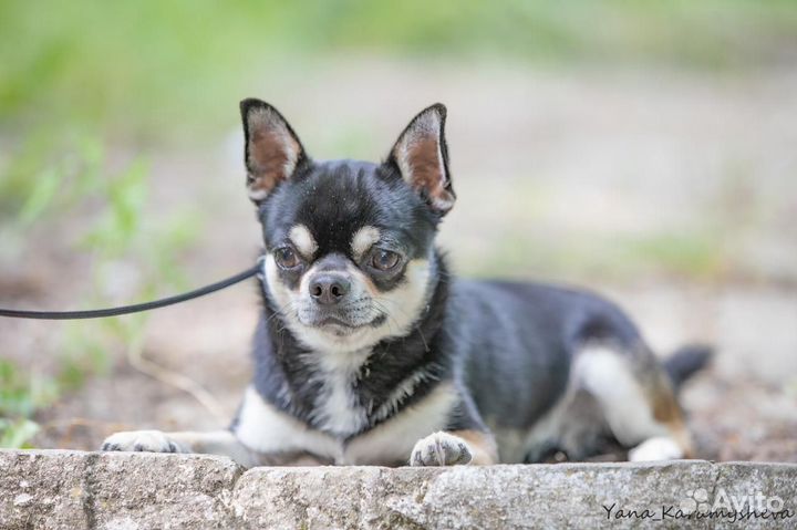 Чихуахуа вязка