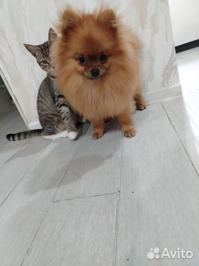 Мини шпиц вязка