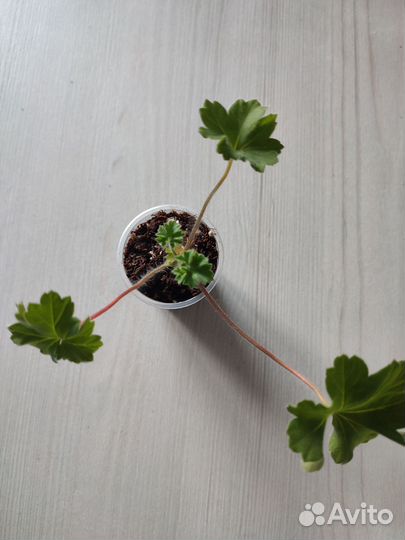 Пеларгония герань