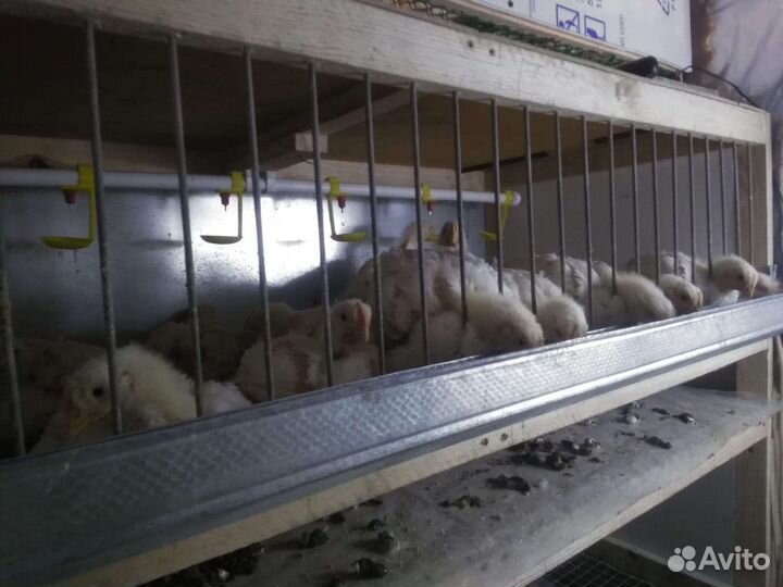 Клетки для кур
