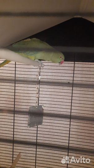 Ожереловый попугай самка