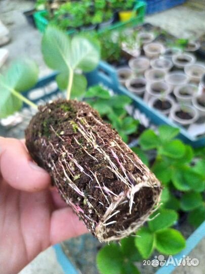 Саженцы клубники Сан Андреас ремонт зкс