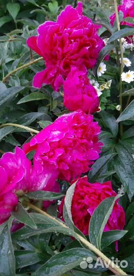 Пион деленки