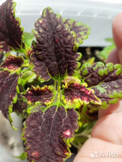 Колеус Гильда