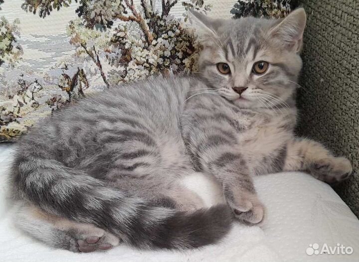 Шотландский котенок
