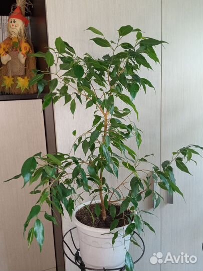 Фикус Бенджамина Грин Кинки