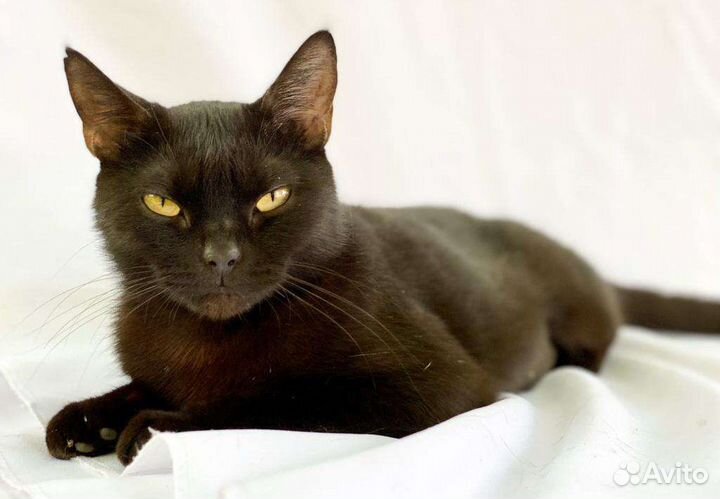 Бурманская порода