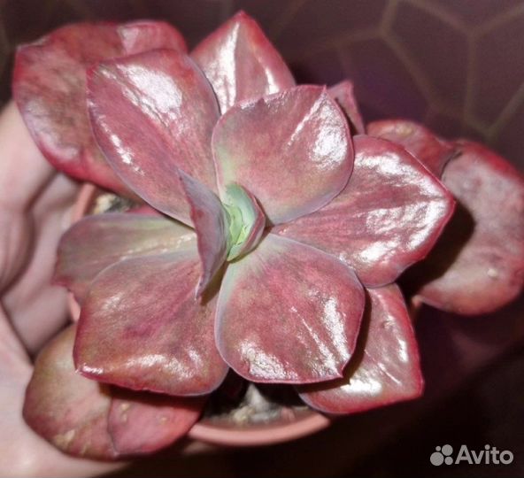 Суккуленты