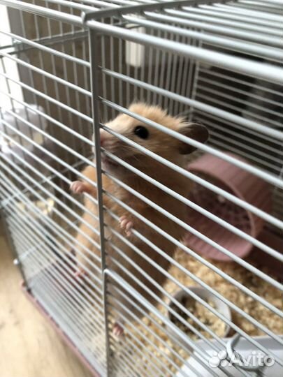 Хомяк с клеткой