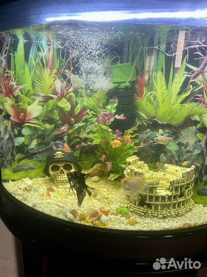 Аквариум с рыбками