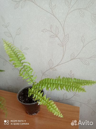 Папоротники нефролеписы