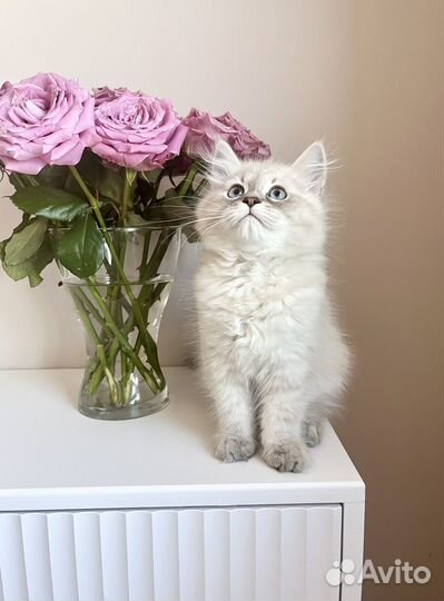 Невские маскарадные котята