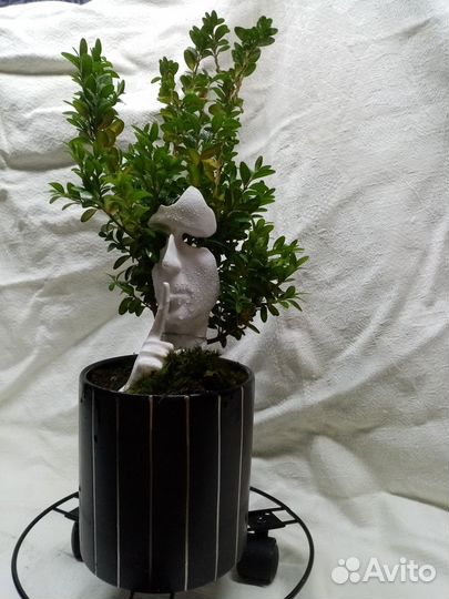 Дерево бонсай живое