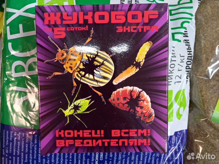 Томаты редких сортов «Сержант Пеппер ». Настенька