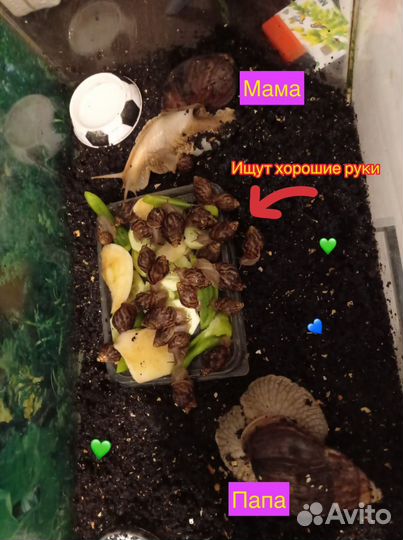Улитки ахатины