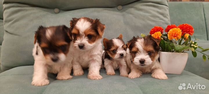 Щенки бивер йорка