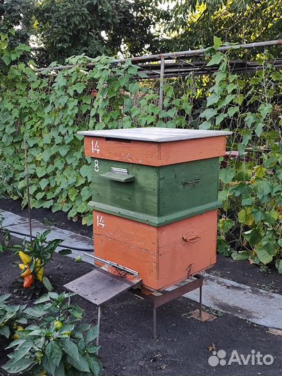 Улей додановский многокорпусной 12 рамок