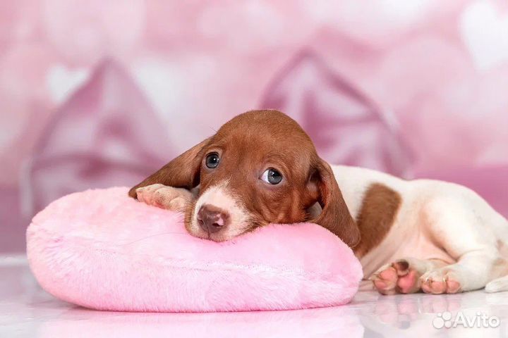 Кроличья/миниатюрная такса окрас пайболд