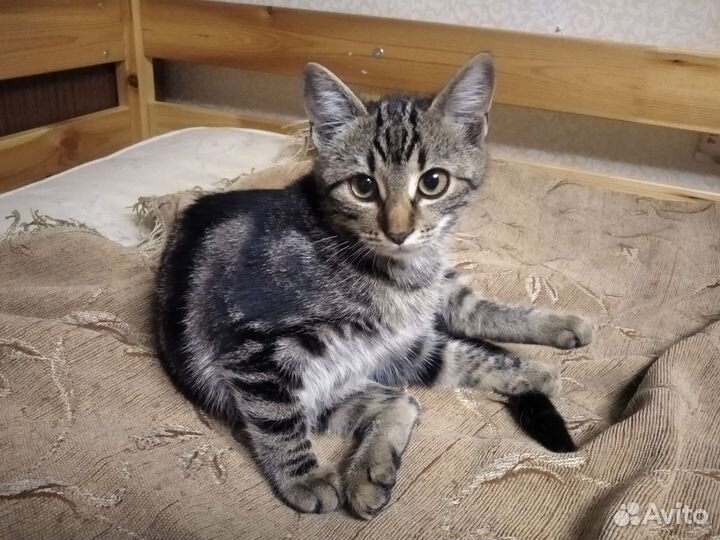 Котенок Кошечка Ореанда