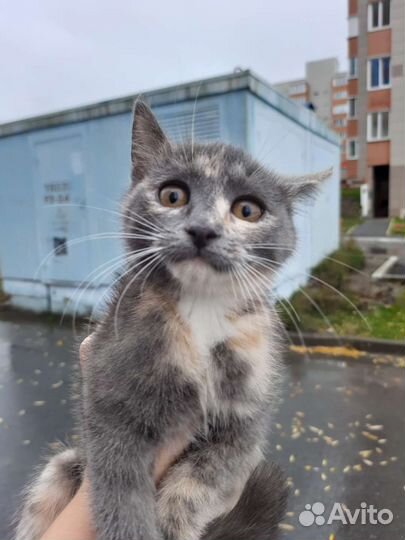 Котёнок девочка