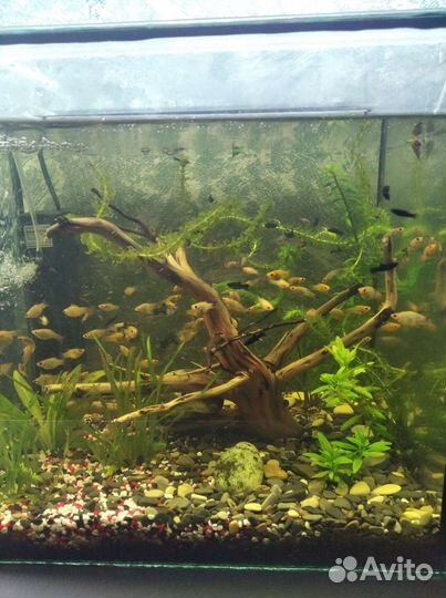 Аквариумные рыбки и коряги